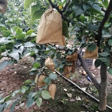 晚秋黄梨