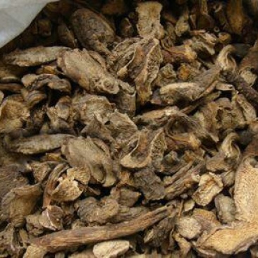 华山参千余品种供应承接订单