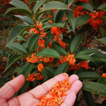 桂花树丹桂丹桂苗血桂红桂状元红桂花苗圃自产自销批发价包邮