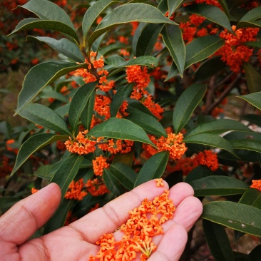 桂花树丹桂丹桂苗血桂红桂状元红桂花苗圃自产自销批发价包邮
