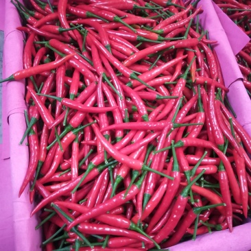 云南精品小米椒