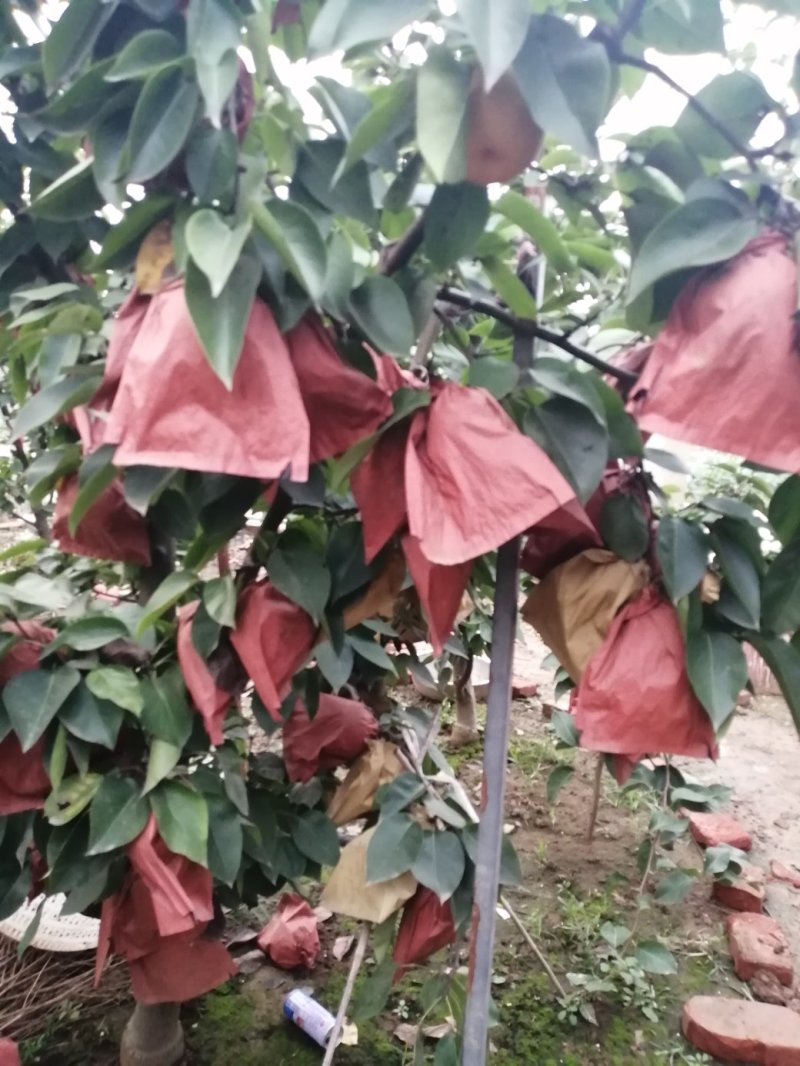 秋梨
