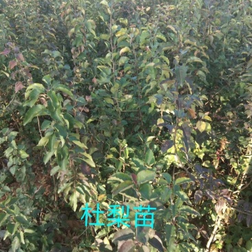 杜梨苗1m以下30~50cm苗圃直发货量大成活率高