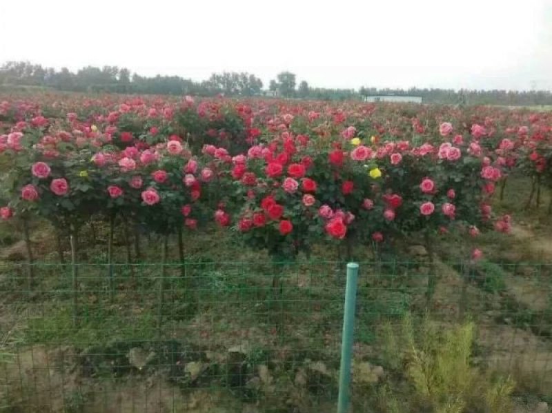 大型月季树种植基地大量销售中，价格优惠，生长旺盛冠幅大