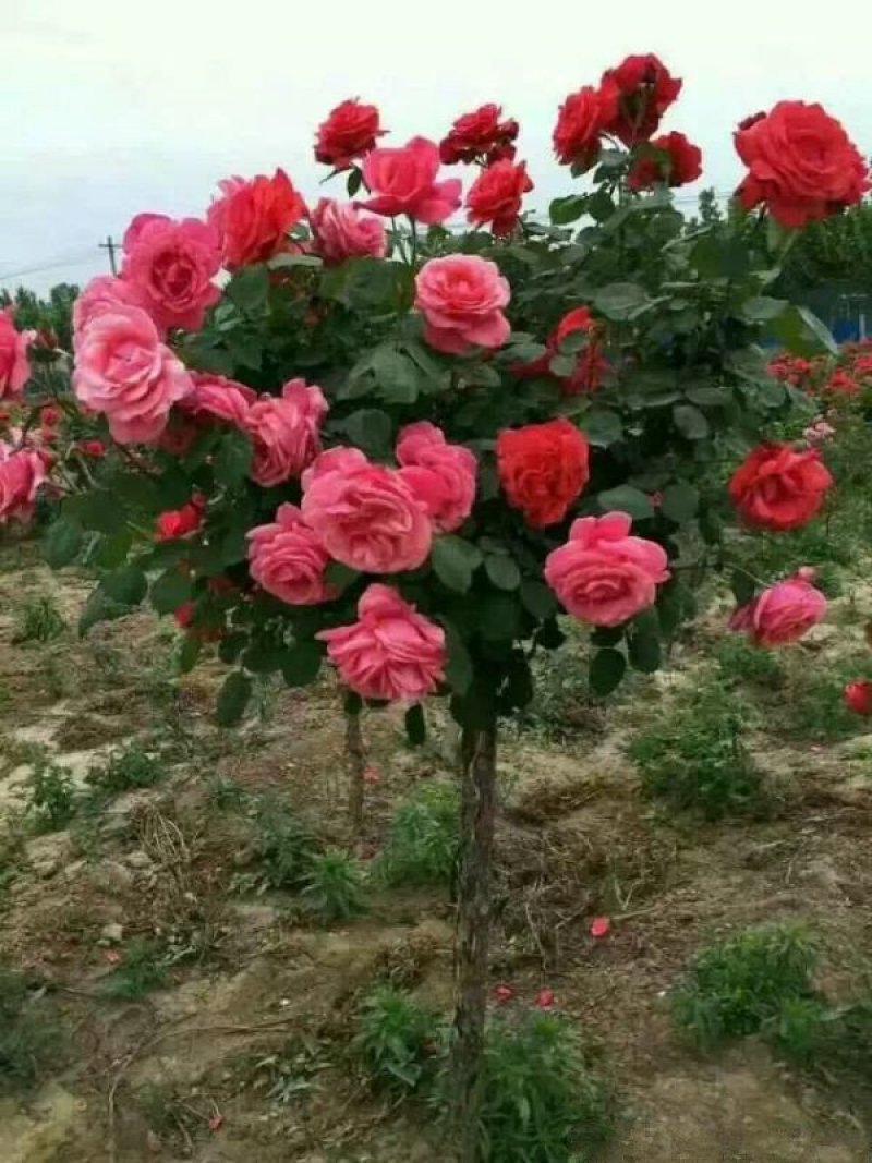 大型月季树种植基地大量销售中，价格优惠，生长旺盛冠幅大