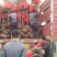 大型月季树种植基地大量销售中，价格优惠，生长旺盛冠幅大