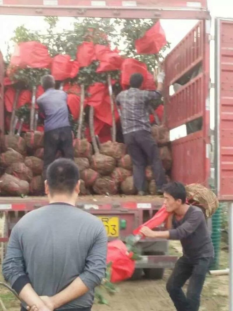 大型月季树种植基地大量销售中，价格优惠，生长旺盛冠幅大