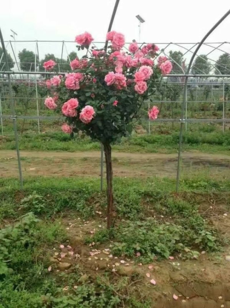 大型月季树种植基地大量销售中，价格优惠，生长旺盛冠幅大