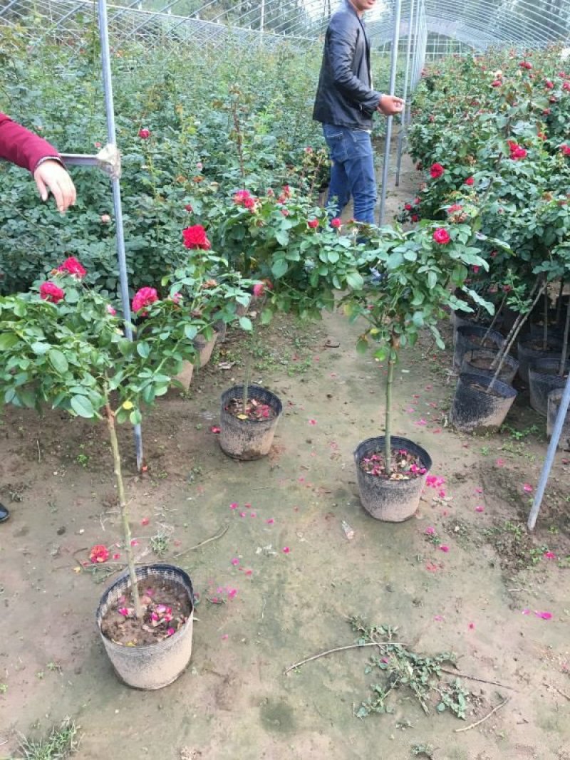 大型月季树种植基地大量销售中，价格优惠，生长旺盛冠幅大