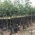 大型月季树种植基地大量销售中，价格优惠，生长旺盛冠幅大