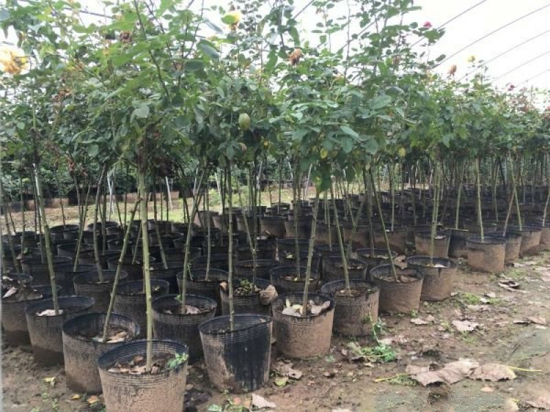 大型月季树种植基地大量销售中，价格优惠，生长旺盛冠幅大