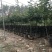 大型月季树种植基地大量销售中，价格优惠，生长旺盛冠幅大