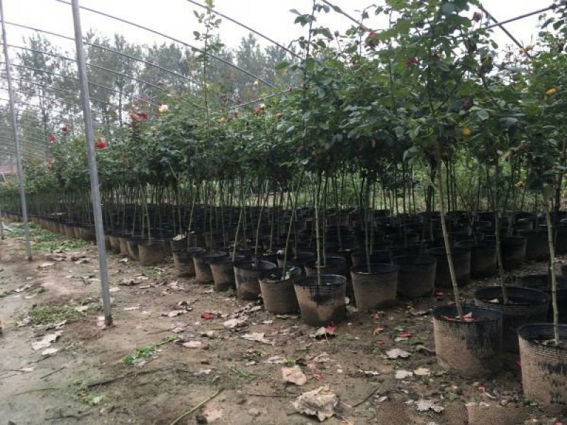 大型月季树种植基地大量销售中，价格优惠，生长旺盛冠幅大