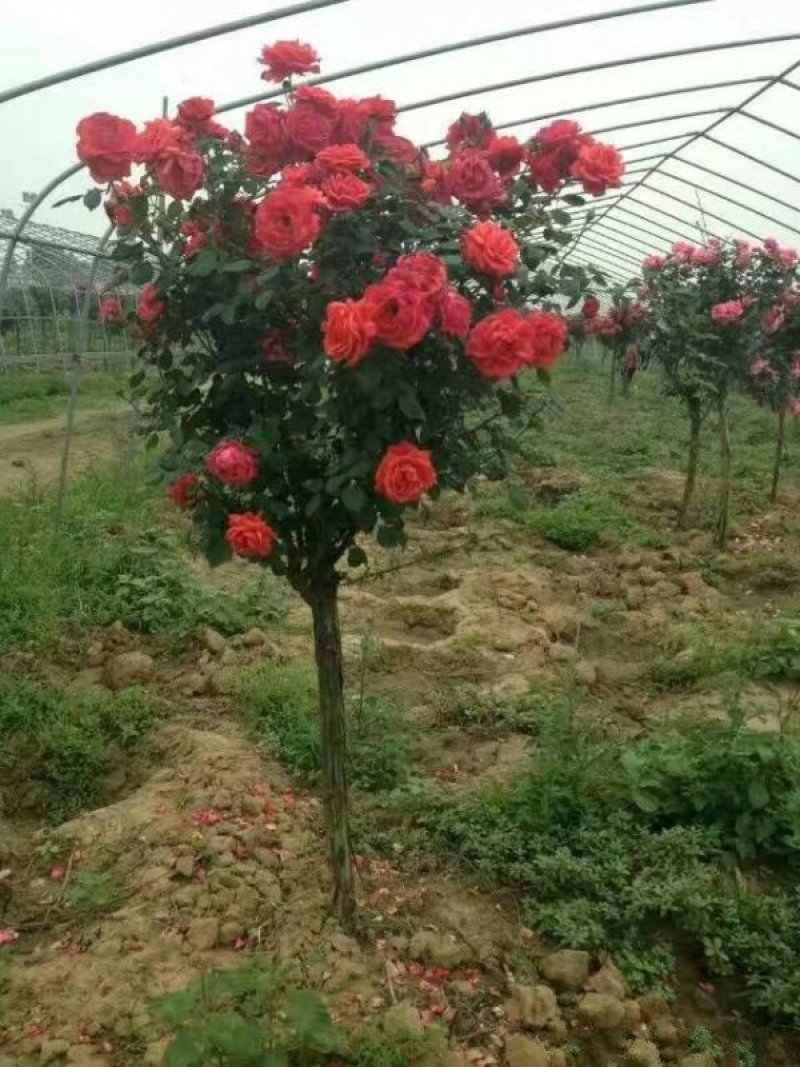 大型月季树种植基地大量销售中，价格优惠，生长旺盛冠幅大