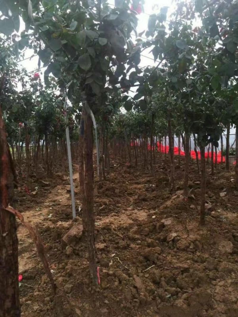 大型月季树种植基地大量销售中，价格优惠，生长旺盛冠幅大