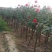 大型月季树种植基地大量销售中，价格优惠，生长旺盛冠幅大