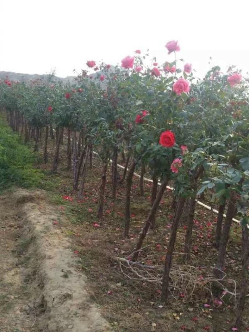 大型月季树种植基地大量销售中，价格优惠，生长旺盛冠幅大