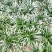 矮麦冬玉龙草免修剪