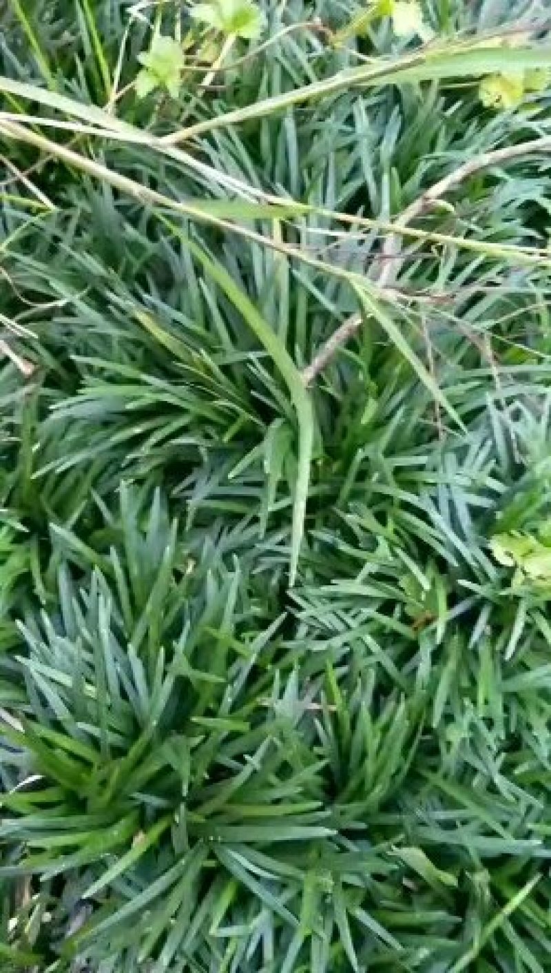 矮麦冬玉龙草免修剪