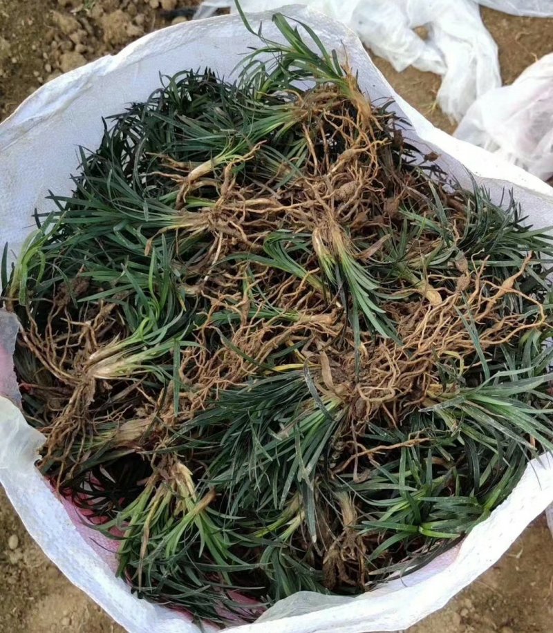 矮麦冬玉龙草免修剪