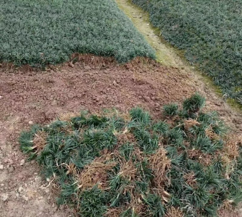 矮麦冬玉龙草免修剪