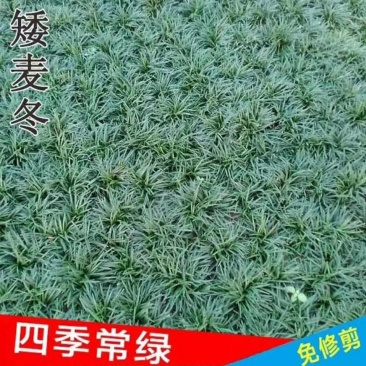 矮麦冬玉龙草免修剪