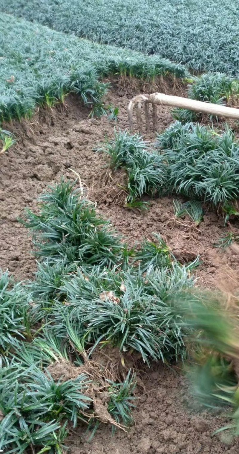矮麦冬玉龙草免修剪
