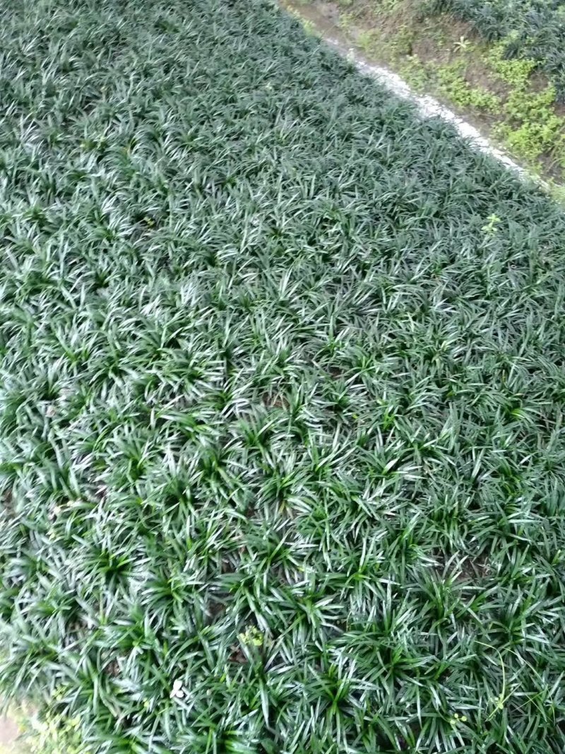 矮麦冬玉龙草免修剪