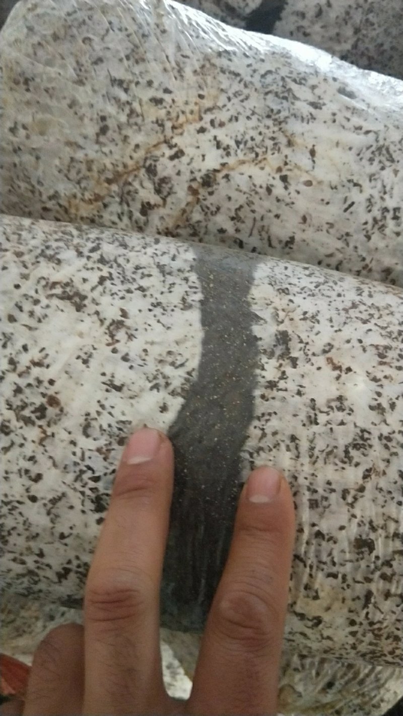 早秋优质高产平菇菌包