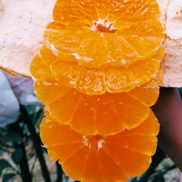 台农天王柑果树苗,个头大,水分足,基地直供,品质保证