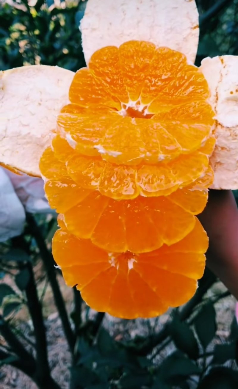 台农天王柑果树苗，个头大，水分足，基地直供，品质保证