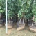 大型藤本月季种植基地大量销售中，常年批发供应，价格优惠