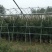 大型藤本月季种植基地大量销售中，常年批发供应，价格优惠