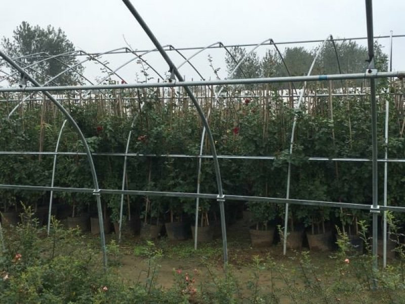 大型藤本月季种植基地大量销售中，常年批发供应，价格优惠