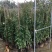 大型藤本月季种植基地大量销售中，常年批发供应，价格优惠