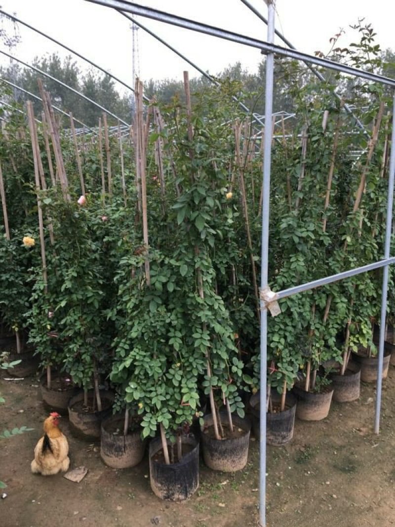 大型藤本月季种植基地大量销售中，常年批发供应，价格优惠
