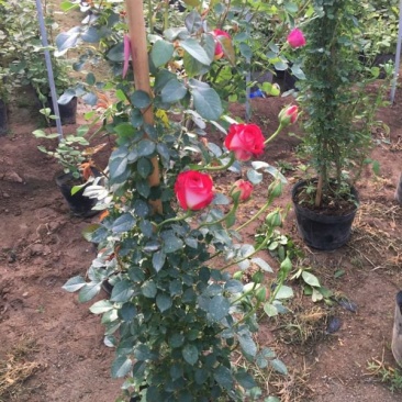 大型藤本月季种植基地大量销售中，常年批发供应，价格优惠