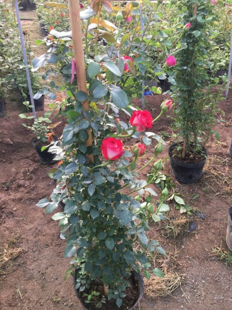 大型藤本月季种植基地大量销售中，常年批发供应，价格优惠