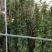 大型藤本月季种植基地大量销售中，常年批发供应，价格优惠