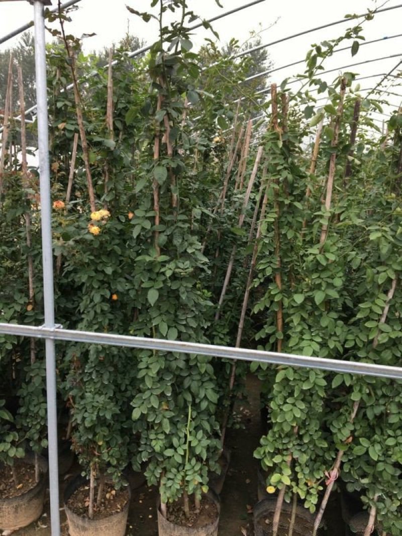 大型藤本月季种植基地大量销售中，常年批发供应，价格优惠