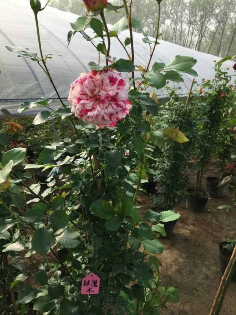 大型藤本月季种植基地大量销售中，常年批发供应，价格优惠