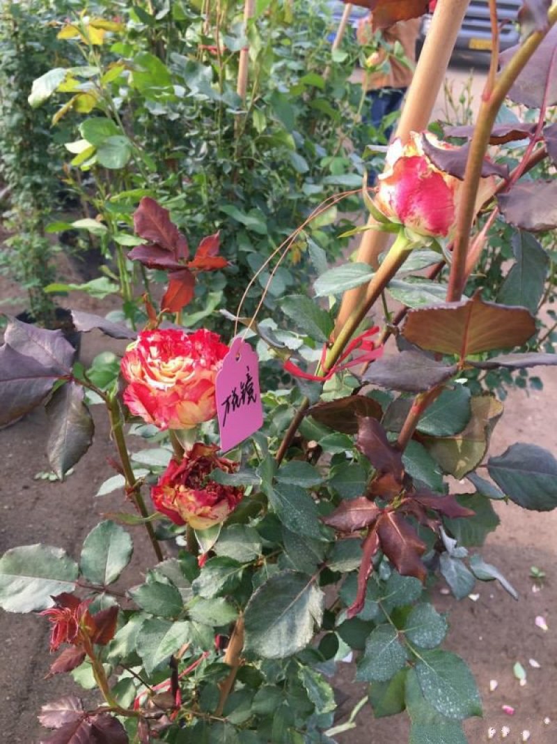 大型藤本月季种植基地大量销售中，常年批发供应，价格优惠