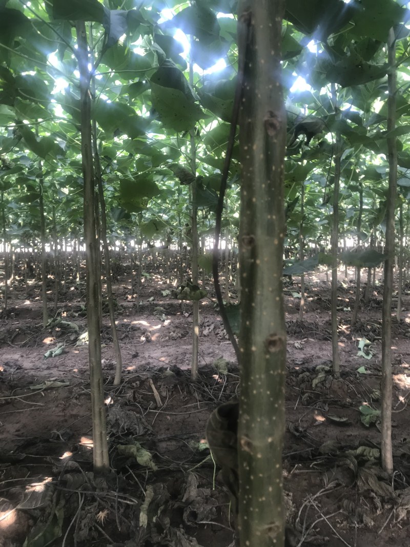 楸树梓树