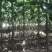 楸树梓树