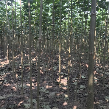 楸树梓树