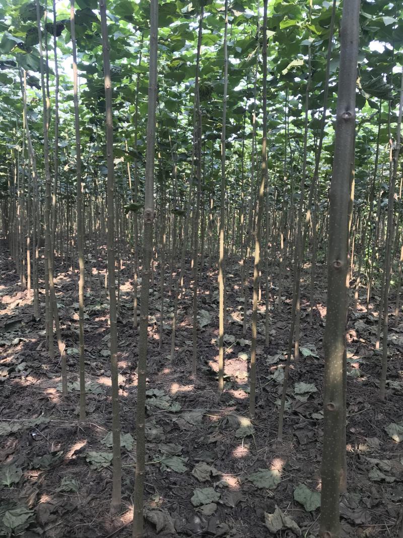 楸树梓树