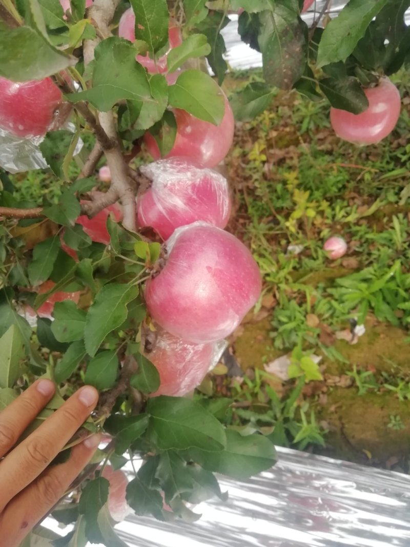 陕西冰糖心红富士苹果批发，纸加膜红富士苹果产地价格