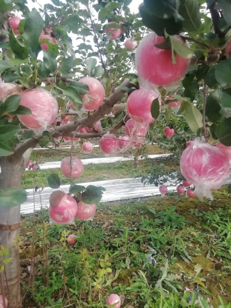 陕西冰糖心红富士苹果批发，纸加膜红富士苹果产地价格