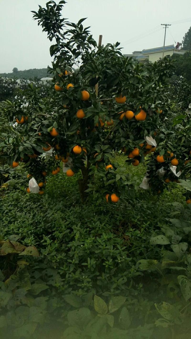 套带爱媛38号果冻橙，四川眉山丹棱果园直通车可实地视频