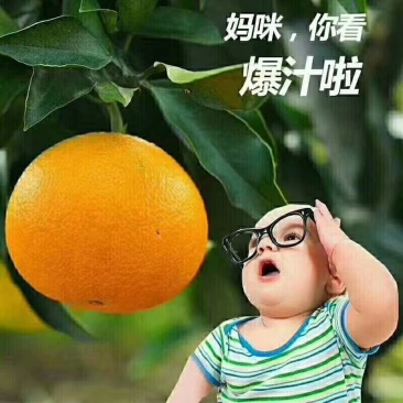 套带爱媛38号果冻橙，四川眉山丹棱果园直通车可实地视频